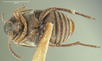 Media type: image;   Entomology 33944 Aspect: habitus ventral view